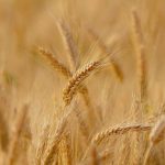 Nuevas técnicas de mejora vegetal para conferir al trigo resistencia a su principal infección