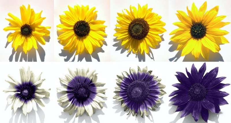 Los colores ultravioleta secretos de los girasoles atraen a los  polinizadores y preservan el agua - Mundo Agropecuario