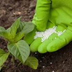 ¿Sabía usted? Respuestas de las plantas a la fertilización fosfatada. Factores que las afectan.
