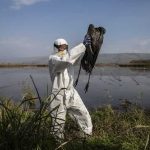 Por qué los brotes de gripe aviar sin precedentes que arrasan el mundo preocupan a los científicos