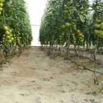 Desarrollan un biofertilizante con desechos de tomatera más barato y sostenible que los tradicionales