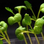 La fotosíntesis artificial puede producir alimentos sin sol
