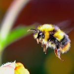 El cambio climático afecta negativamente a los abejorros, según un estudio