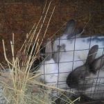 Agregar fructano comercial al agua potable hizo que los conejos fueran más saludables