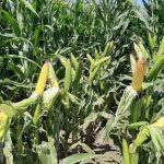 ¿Por qué los mejoradores no cultivan maíz de doble mazorca?