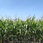 Mercado de maíz transgénico en China estimado en $ 2.4 mil millones