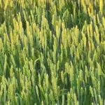 Reino Unido planea aumentar las compras de trigo de la India