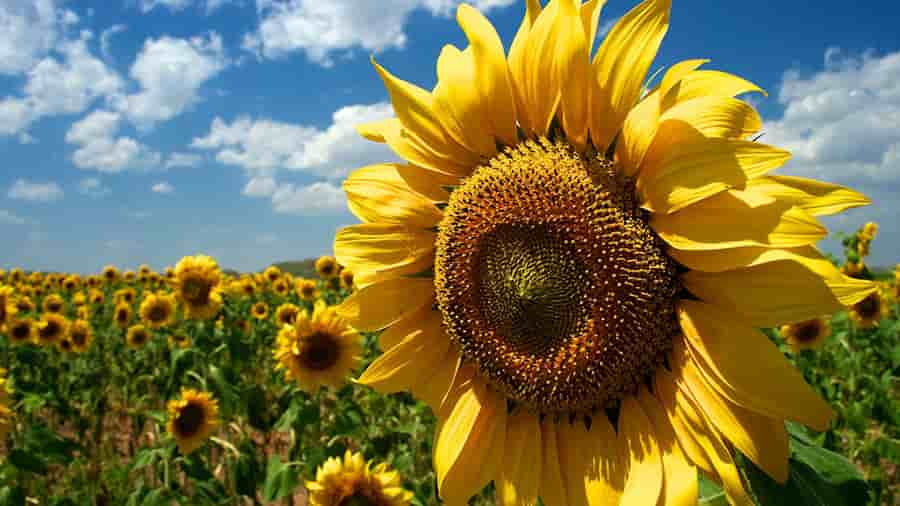 Nueva oportunidad para el cultivo de girasol en Venezuela - Mundo  Agropecuario