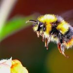 Las colecciones del museo indican que las abejas están cada vez más estresadas por los cambios en el clima en los últimos 100 años