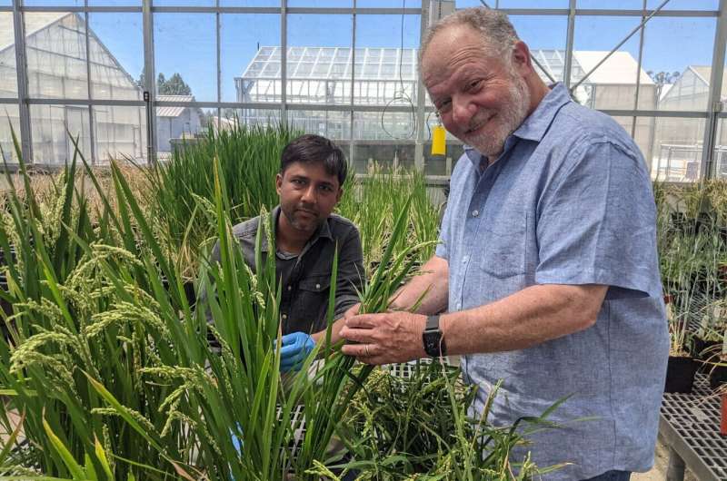 Grow cereal crops with less fertilizer