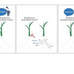 Moléculas que promueven las comunicaciones de planta a planta bajo tierra