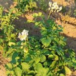 Las patatas y la soja podrían protegerse con pesticidas verdes innovadores en un futuro próximo