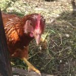 5 libertades para los pollos: lo que da a las aves de corral libres de células