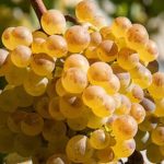 Las uvas Chasselas rompen el récord de 100 años de madurez temprana en Suiza