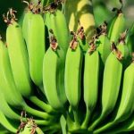 La nueva enfermedad del banano se está propagando y representa una amenaza para la seguridad alimentaria de África