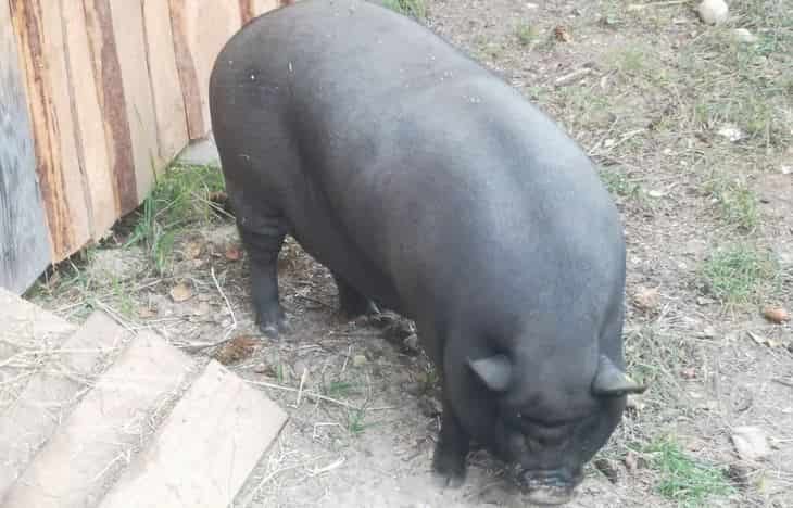 Pezuña de cerdo: qué buscar un veterinario - Mundo Agropecuario