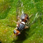 La mosca del olivo, una plaga de elevada diversidad genética