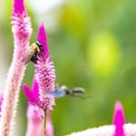 Diversos paisajes en el corazón de la conservación de las abejas