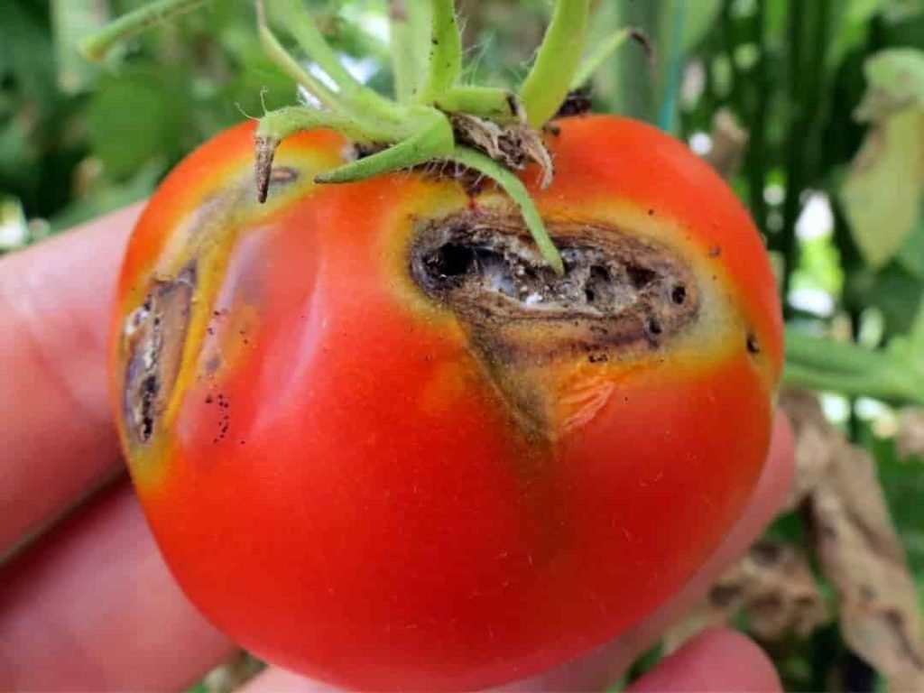 Tuta absoluta, una de las principales plagas de la tomatera