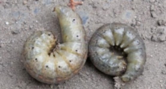 Intensos Ataques De Gusano De Alambre Y De Rosquilla En Las Siembras De Intensos Ataques De Gusano De Alambre Y De Rosquilla En Las Siembras De