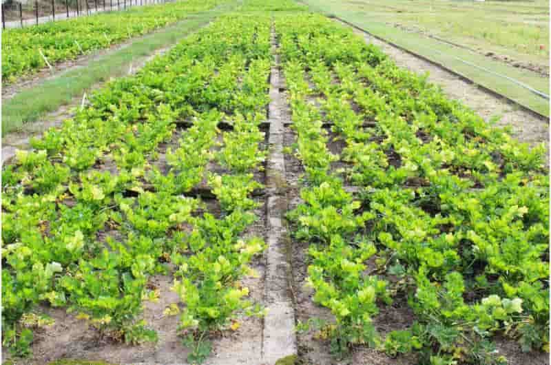 Fertilization & Sustainable Production Experiment